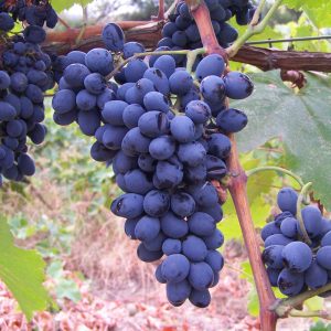 Виноград винные сорта