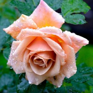 Саженцы розу купить в Крыму цены