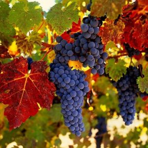 Купить саженцы винограда в Крыму
