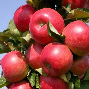 Купить саженцы яблони в Крыму цены