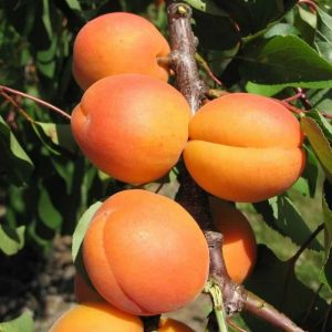 Абрикос Альфа купить саженцы абрикоса Крым