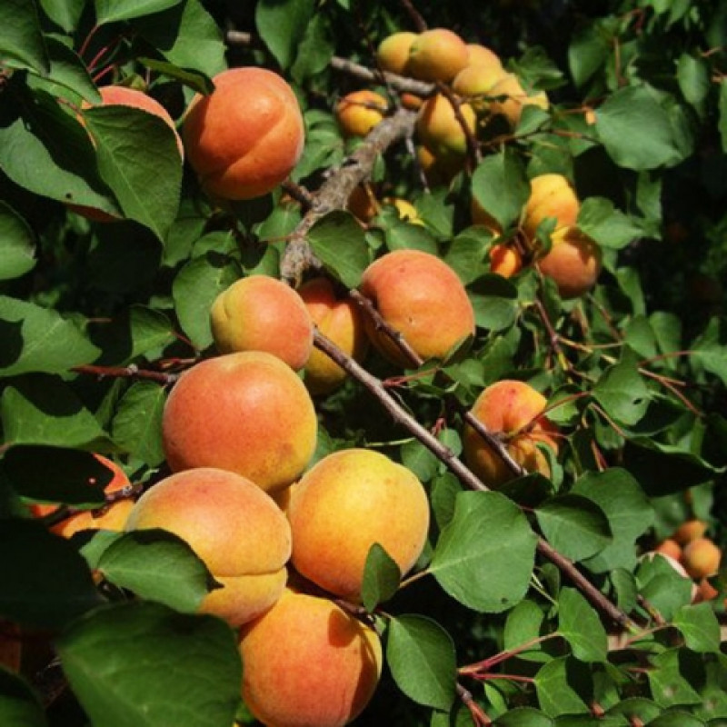 Сорта абрикоса лель с фото и описанием