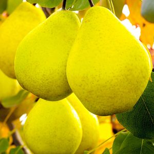 Саженцы груши Лимонка, продажа в Крыму цены питомника