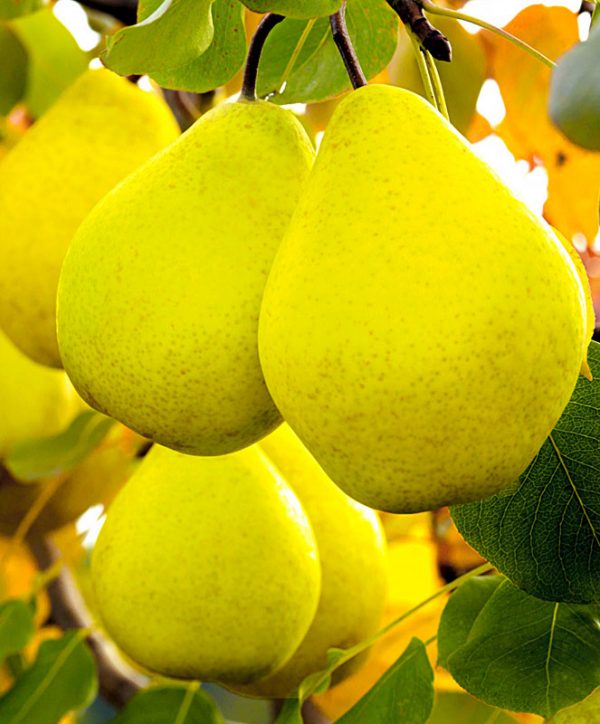 Саженцы груши Лимонка, продажа в Крыму цены питомника