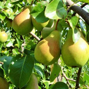 Груша Северянка цена саженцев груши Крым питомник деревьев для сада