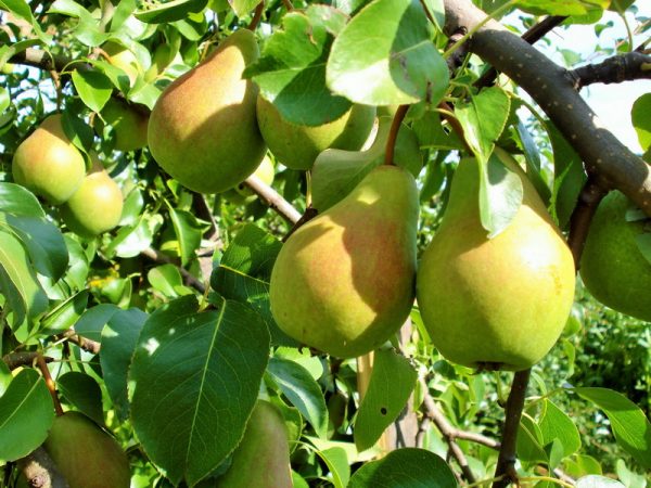 Груша Северянка цена саженцев груши Крым питомник деревьев для сада