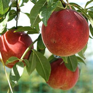 Персик Акшефтали купить саженцы персика цена в Крыму