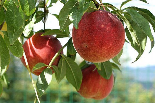 Персик Акшефтали купить саженцы персика цена в Крыму