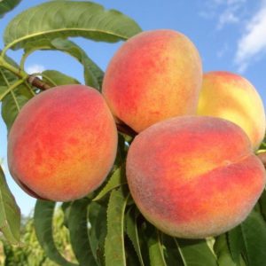 Персик Коллинз купить саженцы персика цена в Крыму Краснодаре