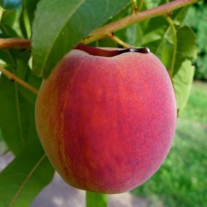 Персик Мамон купить саженцы персика цена в Крыму