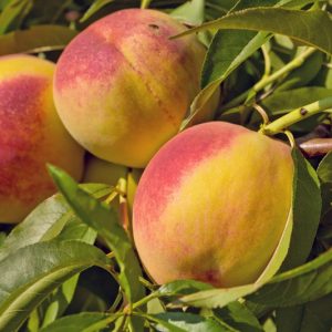 Купить саженцы персика в Крыму цены