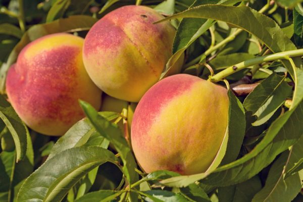 Купить саженцы персика в Крыму цены