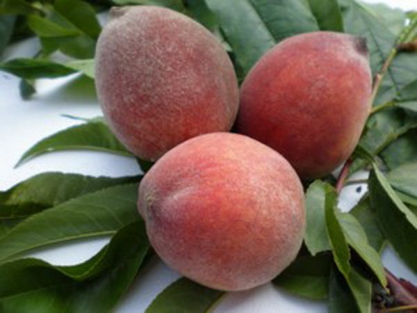 Купить саженцы персика в розницу и оптом Крым Краснодар цена