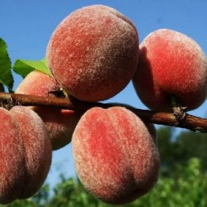 Персик Пушистый ранний купить саженцы в Крыму цены