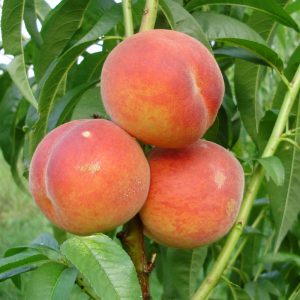 Купить саженцы персика цена в Крыму доставка почтой