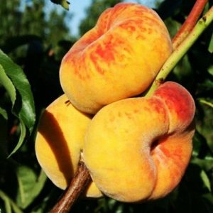Персик инжирный Бельмондо купить саженцы цена в Крыму Краснодар