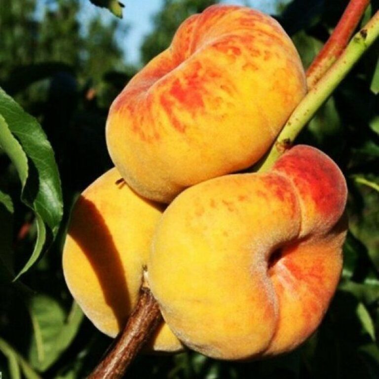 Все сорта персиков фото и описание
