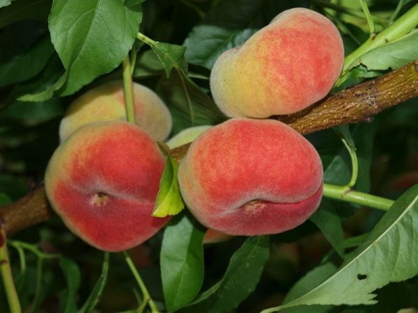 Персик инжирный Сатурн купить саженцы персика в Крыму цены