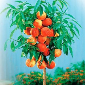 Персик колоновидный Тотем садовода цена на саженцы купить в Крыму
