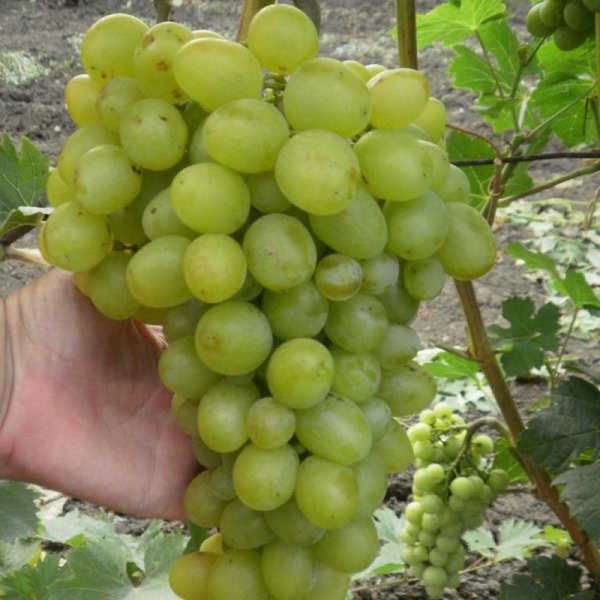 Виноград Ахиллес цена на саженцы винограда Крым