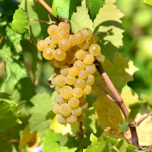 Виноград Алиготе купить саженцы виноград винные сорта в Крыму