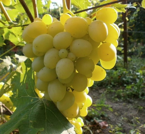 Виноград Аркадия продажа саженцев винных сортов в Крыму