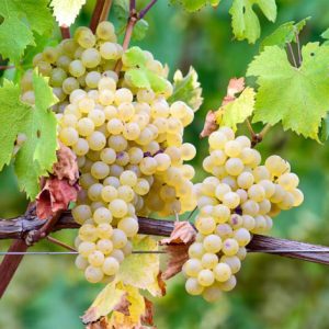 Виноград Арнеис продажа саженцев цена винных сортов в Крыму