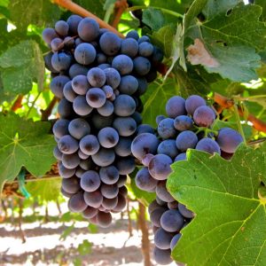 Виноград Барбера цена саженцев винограда винных сортов в Крыму