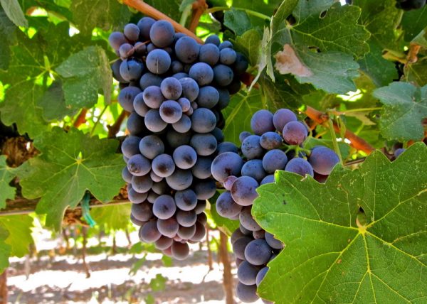 Виноград Барбера цена саженцев винограда винных сортов в Крыму