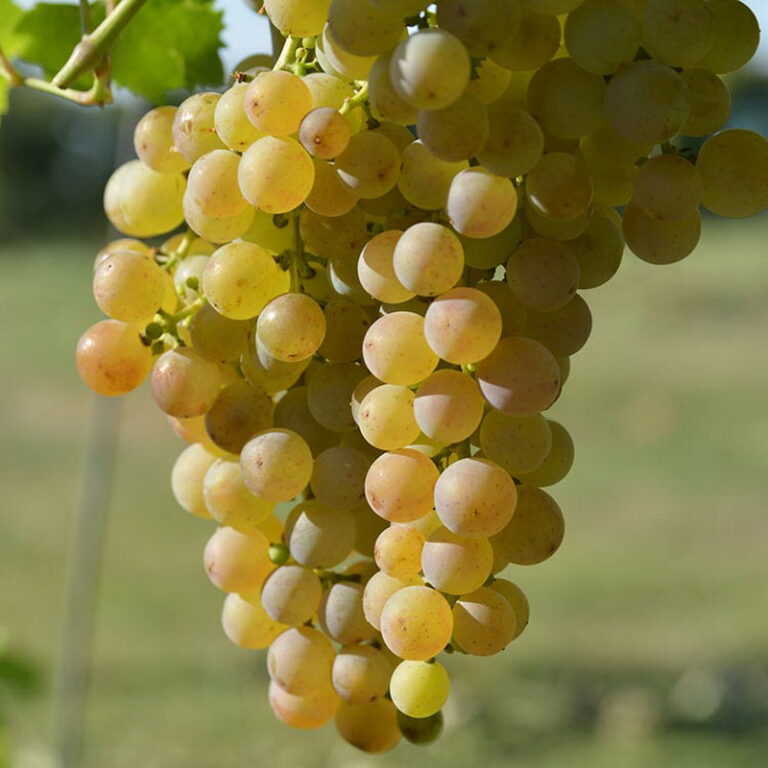 Мускат белый сверхранний виноград описание и фото