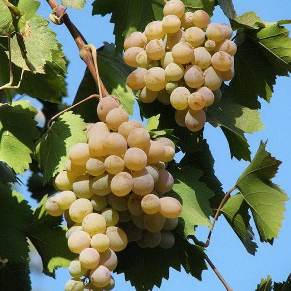 Виноград Бианка купить саженцы винных сортов цена в Крыму
