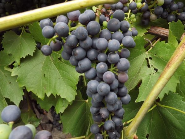 Виноград Черный жемчуг цена саженцев винограда в Крыму
