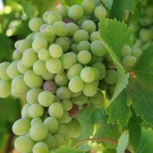 Виноград Дружба купить саженцы оптом, розничная цена на саженцы винограда Крым