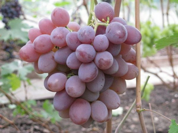 Виноград Фавор сколько стоят саженцы цена на сайте Крымский Дачник
