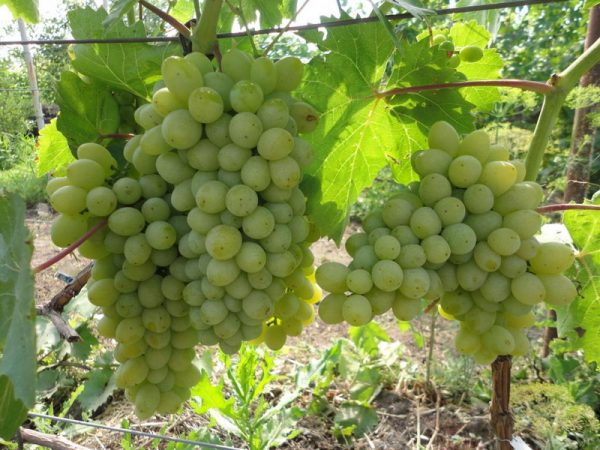 Виноград Гарольд продажа саженцев Крым цена покупки саженцев винограда
