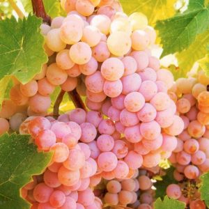 Виноград Гурзуфский розовый виноград саженцы цена винного сорта Крым