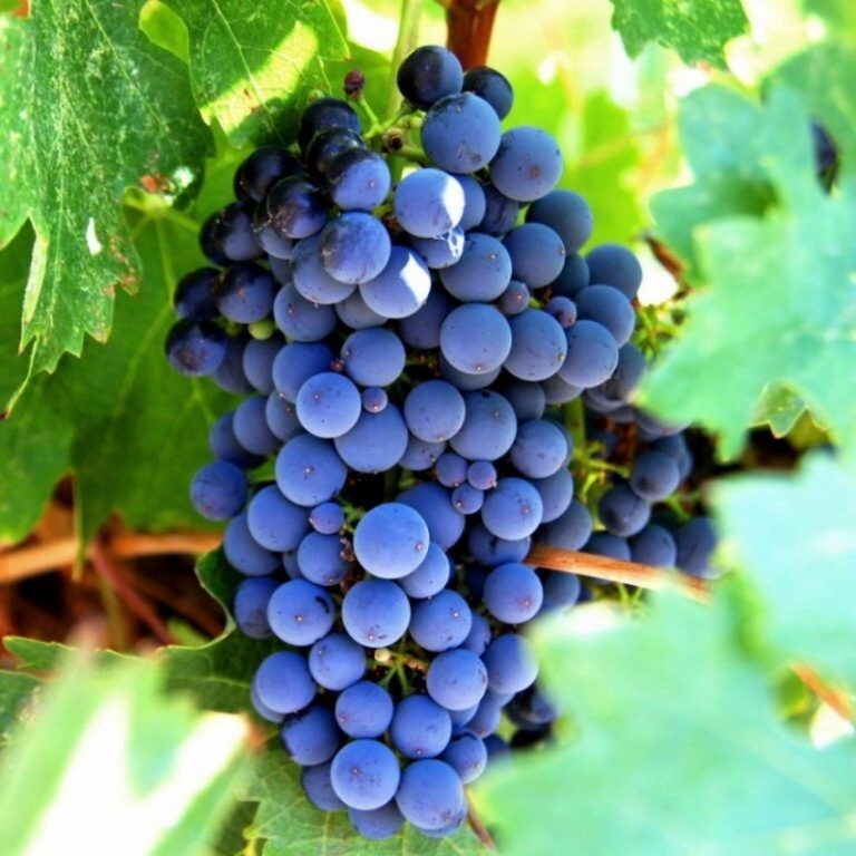 Каберне виноград фото