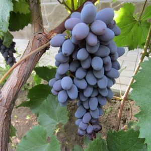 Виноград Юпитер США купить по цене саженцы в Крыму