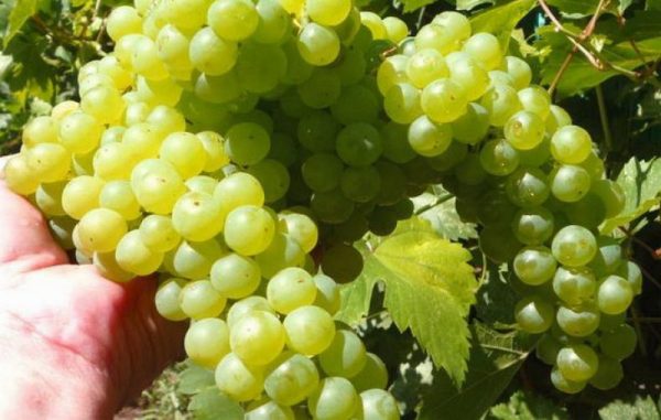 Виноград Кишмиш белый саженцы винограда в продаже питомник в Крыму