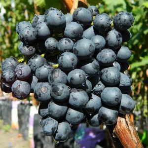 Виноград Кишмиш черный цена на саженцы в Крыму