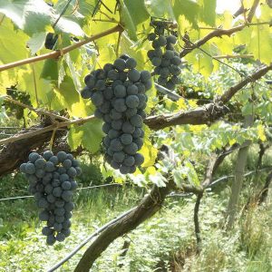 Виноград Лагрейн продажа саженцев цена в Крыму