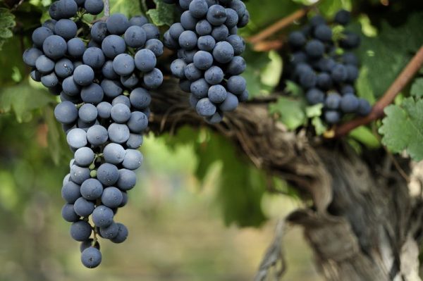 Виноград Ливадийский черный купить саженцы в розницу по оптовым ценам
