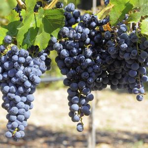 Виноград Мавруд купить саженцы винограда цена в Крыму