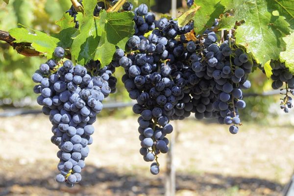 Виноград Мавруд купить саженцы винограда цена в Крыму