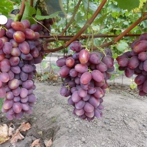 Виноград Мечта продажа саженцев цена в Крыму