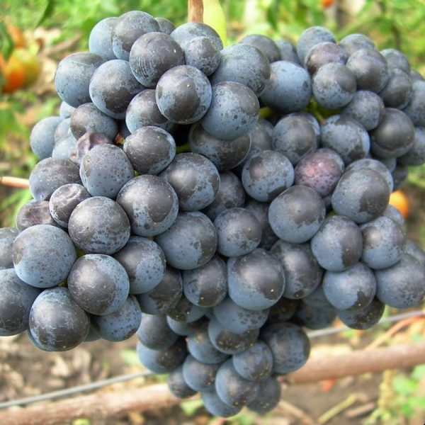 Виноград Мускат черный купить саженцы цена в Крыму