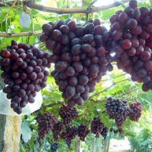 Виноград Низина продажа саженцев в Крыму цены