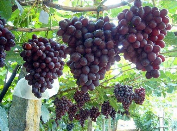 Виноград Низина продажа саженцев в Крыму цены