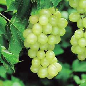 Купить саженцы винограда в Крыму стоимость опт цена розница
