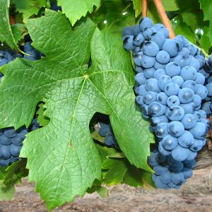 Виноград Пинотаж стоимость саженцев цена саженца винограда Крым